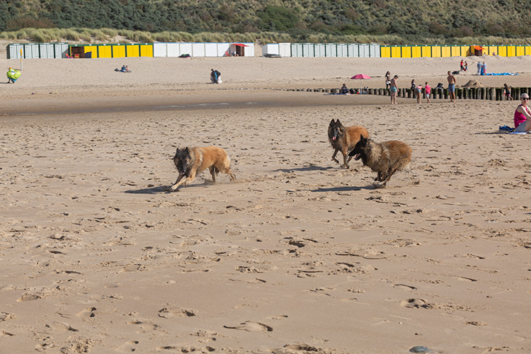 Wandeling Zoutelanden